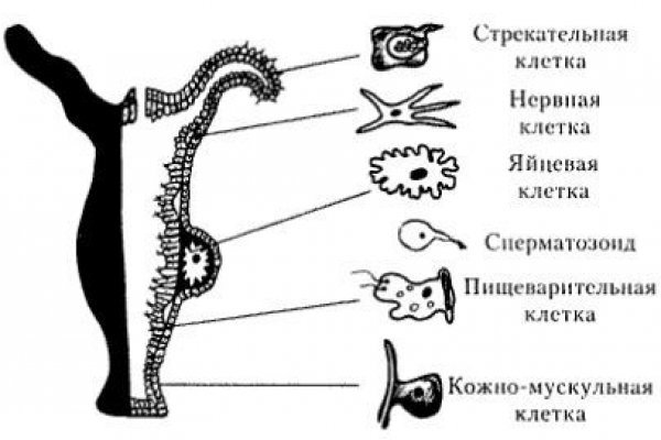 Kraken как найти ссылку